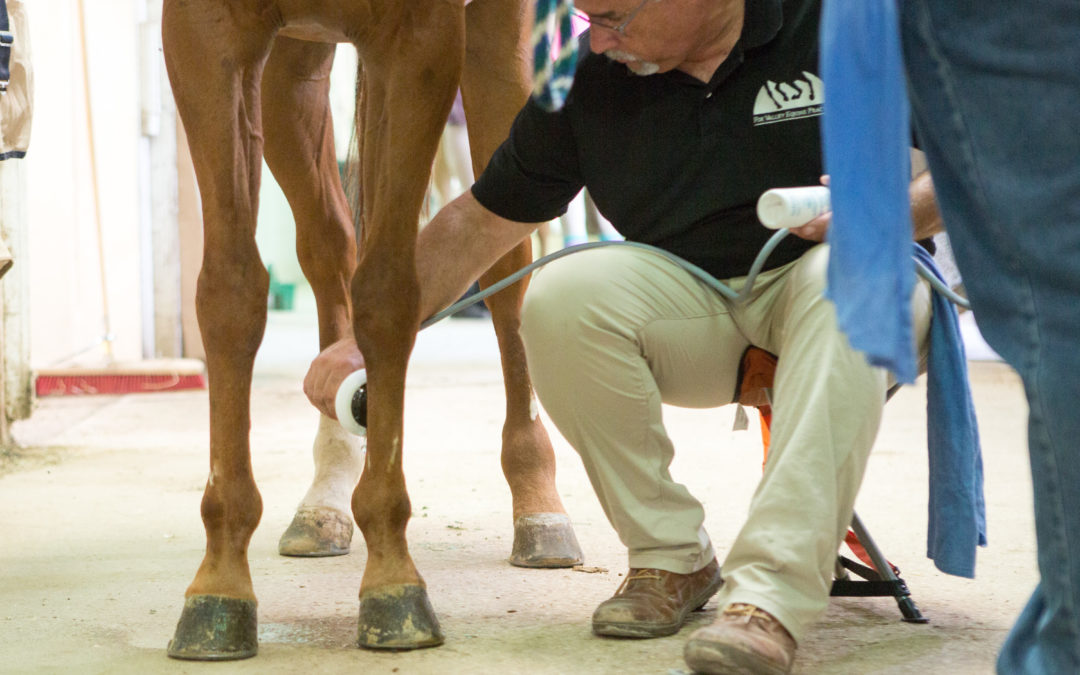 Shockwave Therapy for Horses