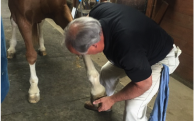 Regenerative Therapies and the Horse