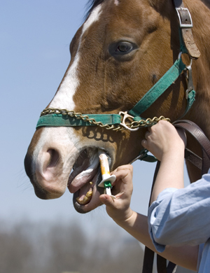 What All Horse Owners Should Know How to Do