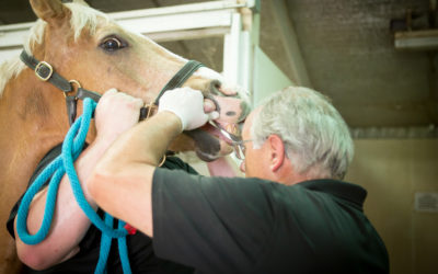 Dental Care for Horses