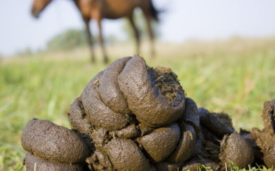 Fecal Count Worming Schedule