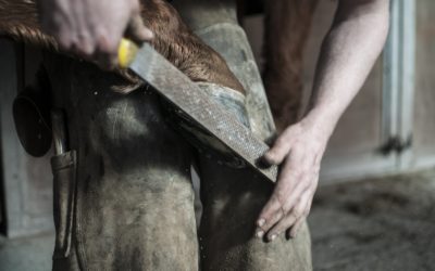 Farriers in the Area
