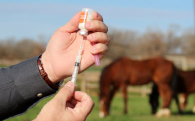 Important Vaccines for Your Horse