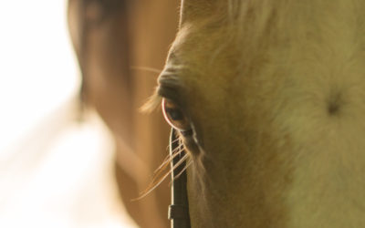 Euthanasia – When the Time Comes