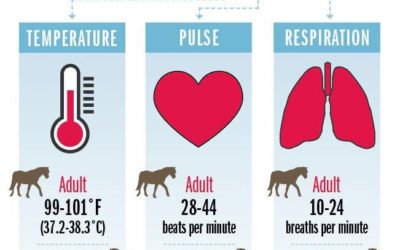 Emergency Veterinary Supplies