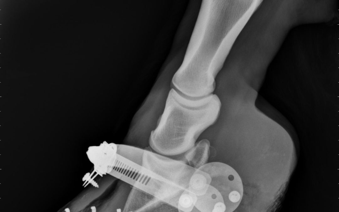 Be-Bop: A Laminitis Tale