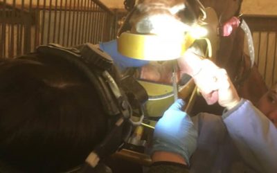 Straight from the Horse’s Mouth: The Truth About Equine Dentistry