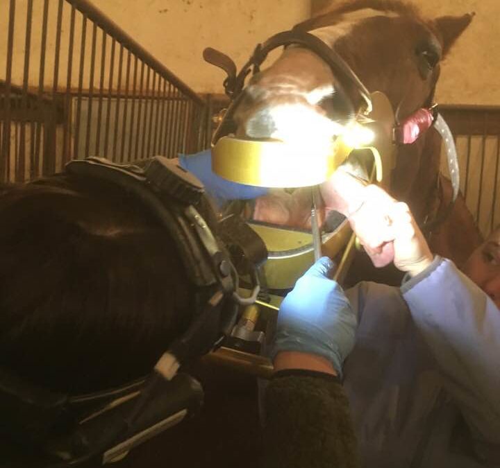 Straight from the Horse’s Mouth: The Truth About Equine Dentistry
