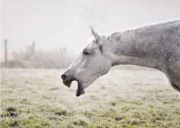 Equine Influenza
