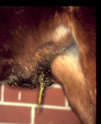 Foal Septic Arthritis