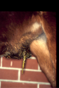 Foal Septic Arthritis