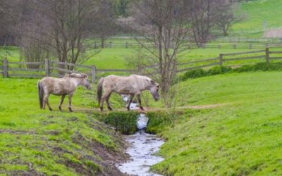 Potomac Horse Fever FAQs